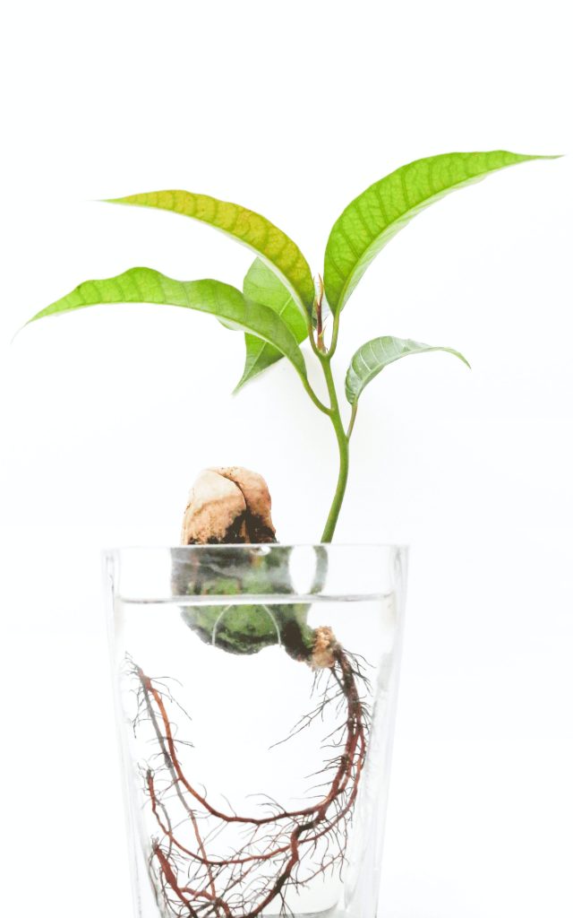 Bild einer aufblühenden Pflanze in einem Wasserglas zur Illustration, dass Unternehmen mit Cloud Native ihr volles Potenzial entfalten können.